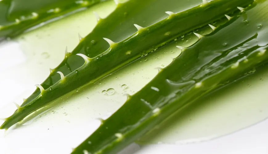 Hvordan man bearbejder aloe vera og udnytter dens naturlige fordele