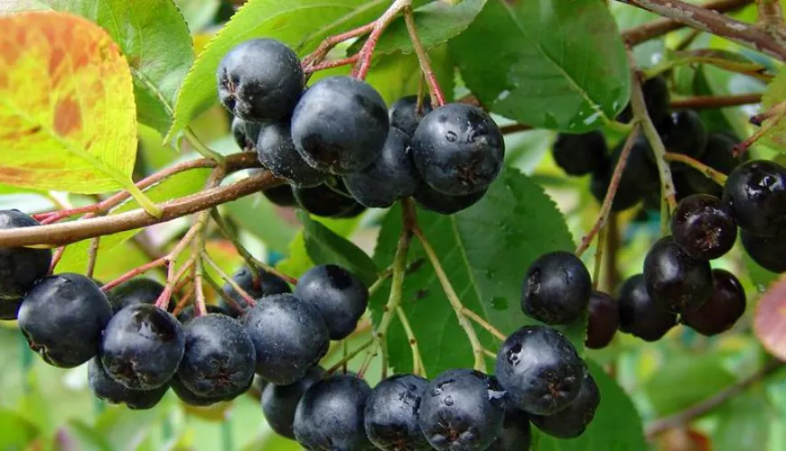 Hvornår kan aronia forårsage bivirkninger på helbredet?