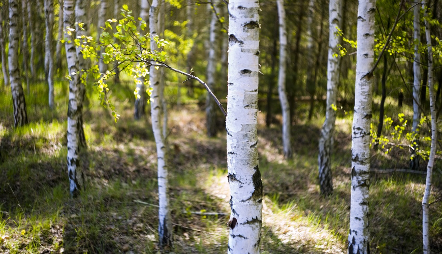 Birkesaft er en naturlig eliksir fuld af vitaminer og mineraler