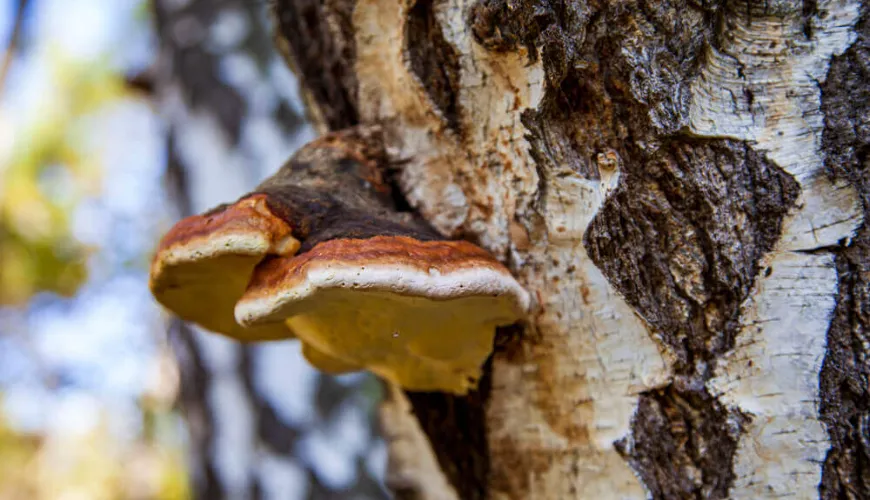 Chaga tilbyder naturlig beskyttelse mod stress og aldring