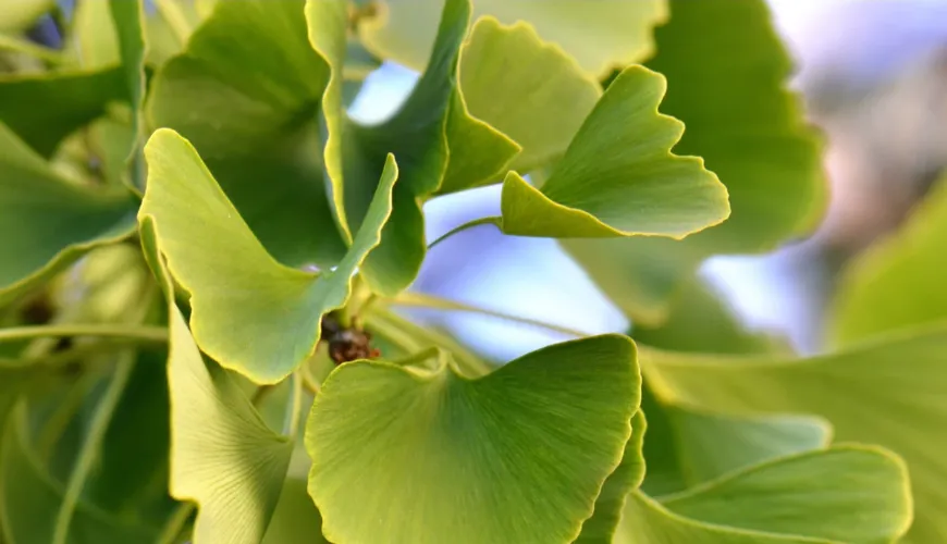 Ginkgo biloba - effektiv hjælp ved højt blodtryk