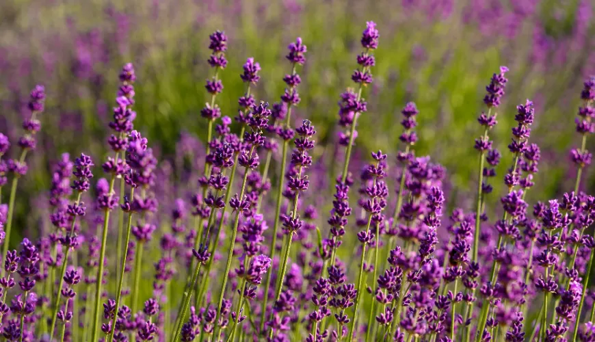 Hvordan lavendel hjælper med at håndtere stress og forbedre humøret