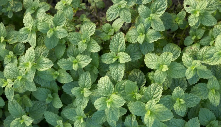 Berolig sind og krop med citronmelisse