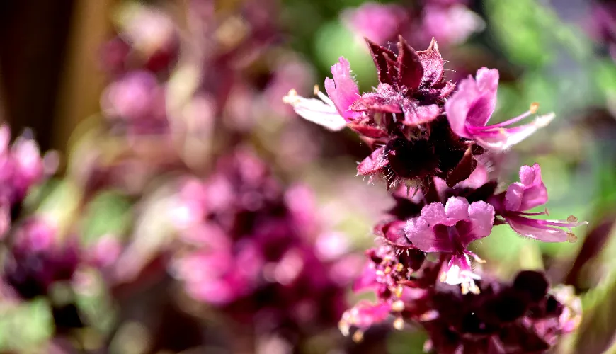 Hvordan dufter patchouli, og hvorfor har det vundet parfumeeksperternes hjerter?