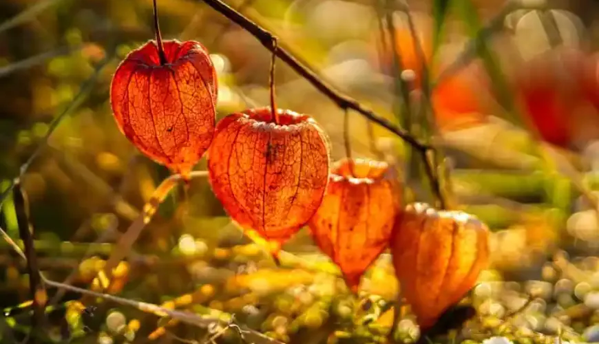 Physalis er en frugt, der overrasker med sin smag og sine virkninger.