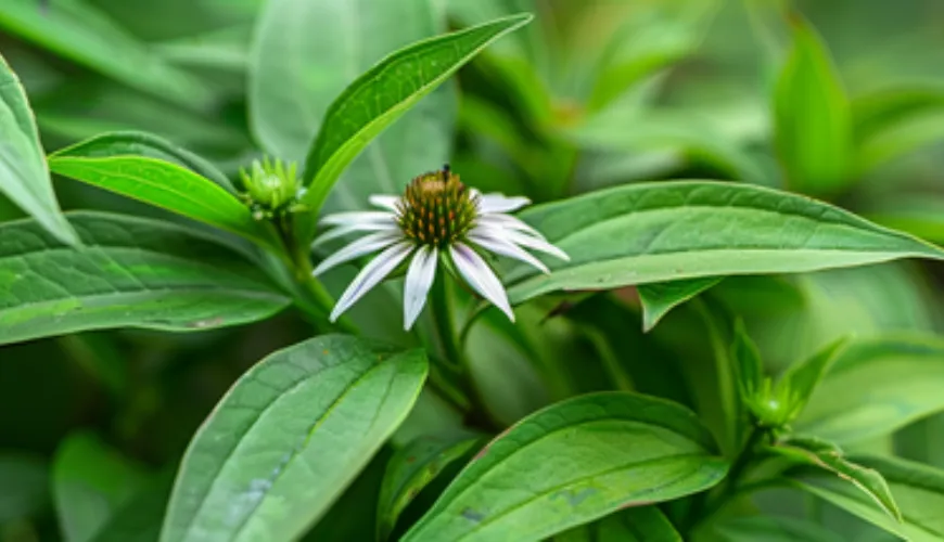 Effekterne af Andrographis paniculata fortjener din opmærksomhed