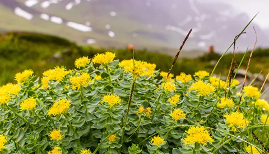 Rhodiola øger mental ydeevne og koncentration