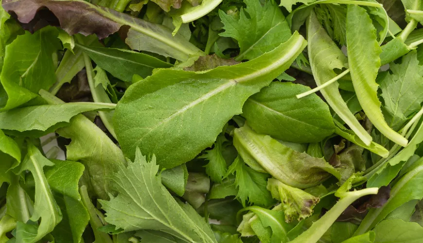 Rucola som en superfood for dit sunde liv