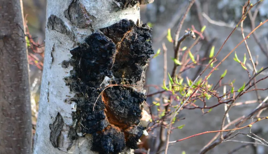 Sibirisk chaga og dens virkninger på dit helbred og vitalitet