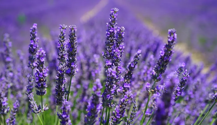 Sådan bevarer du lavendel ved tørring hele året rundt