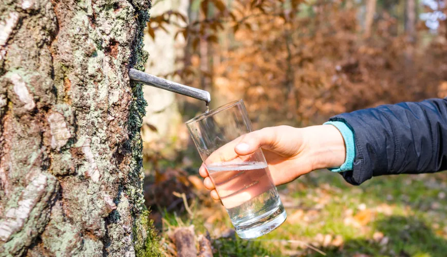 Birkesaft - en naturlig eliksir fuld af sundhed og vitalitet