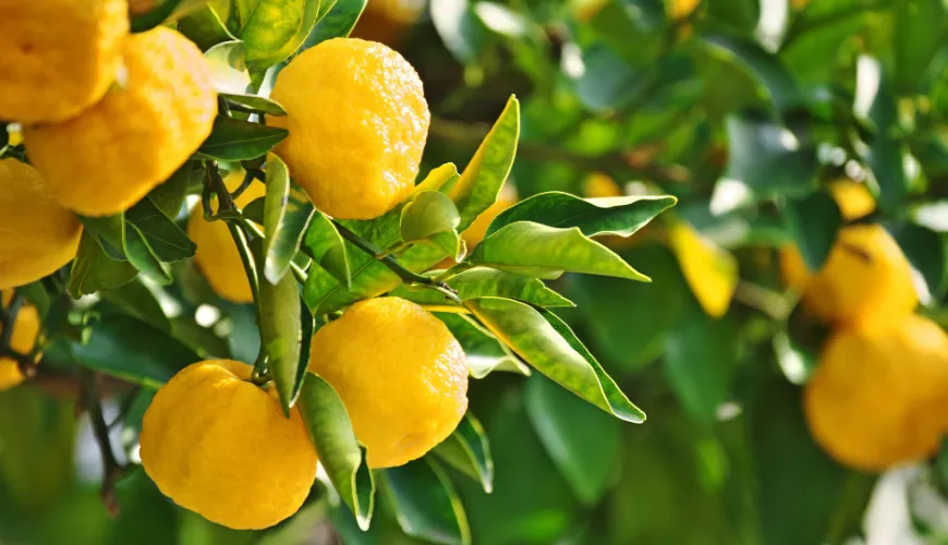 Naturens mirakel yuzu og dets sundhedsmæssige fordele